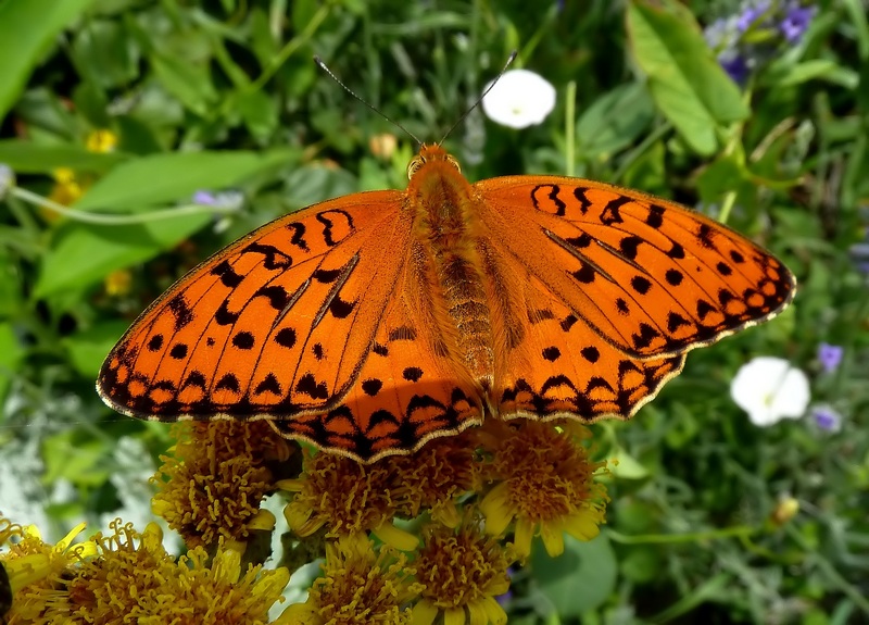 I maschi delle Argynnis si riconoscono dagli androconi......